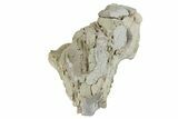 Bargain, Fossil Oreodont (Leptauchenia) Skull - South Dakota #269892-2